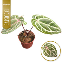 DocBlock Anthurium Zara® '3' X Zara® '33