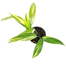 Epipremnum Amplissimum Variegata