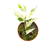 Epipremnum Cebu Blue Variegata