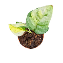 Epipremnum Japan Variegata