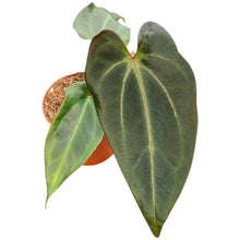 DocBlock Anthurium Black Widow® '43' X Red Velvet Cake® '24'