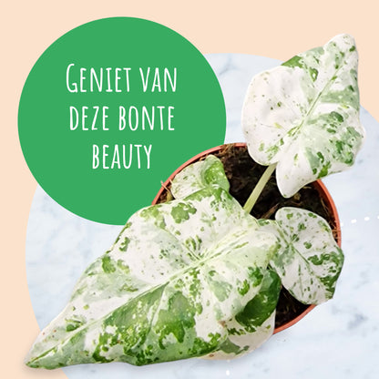 Alocasia Odora Batik Variegata