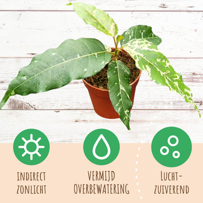 Ficus Aspera Variegata