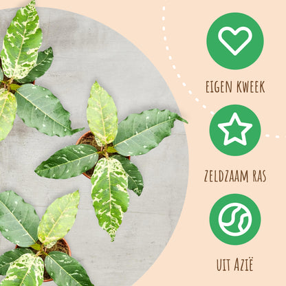 Ficus Aspera Variegata