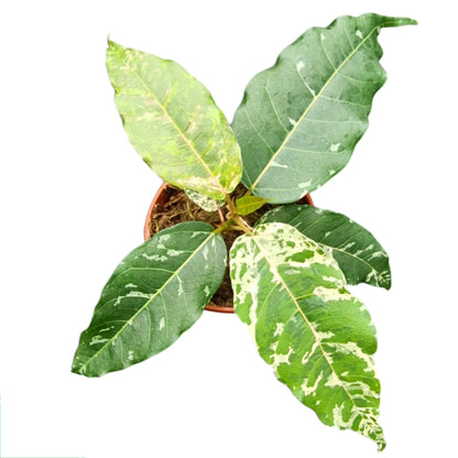 Ficus Aspera Variegata
