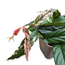 Ficus Sagittata Variegata