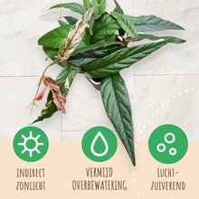 Ficus Sagittata Variegata
