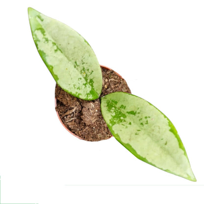 Hoya AH 074