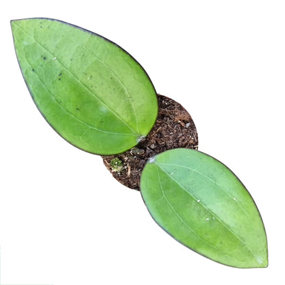 Hoya Bumijawa