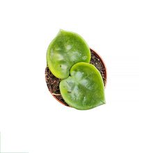 Hoya Carnosa Chelsea