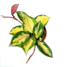 Hoya Carnosa Tricolor