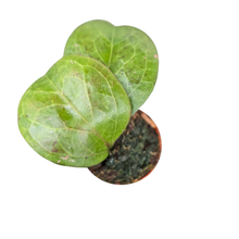 Hoya cv. Michelle