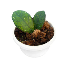 Hoya Deykeae