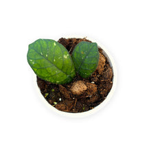Hoya Deykeae