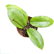 Hoya Erythrina
