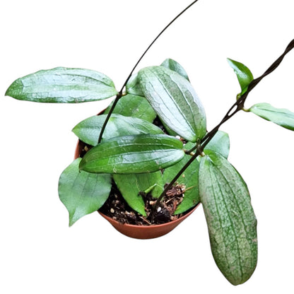 Hoya Erythrina