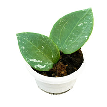 Hoya Glabra Padang