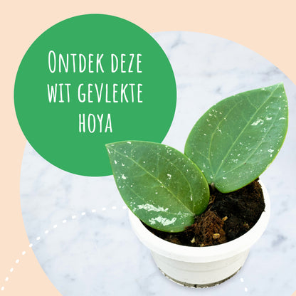 Hoya Glabra Padang