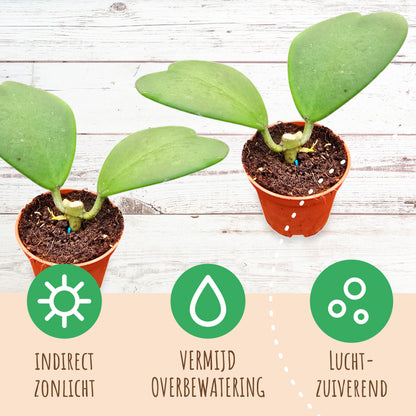 Hoya Kerrii