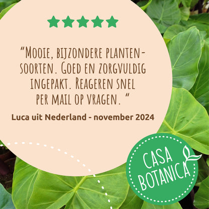 Hoya Kerrii