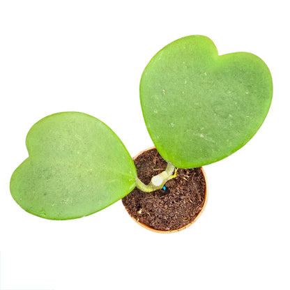 Hoya Kerrii
