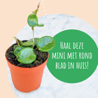 Hoya Mathilde