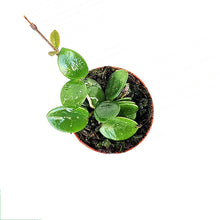 Hoya Mathilde