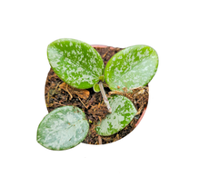 Hoya Mathilde Splash