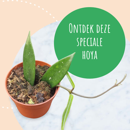 Hoya Minibelle