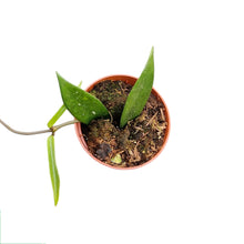 Hoya Minibelle