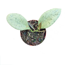 Hoya New Guinea Ghost