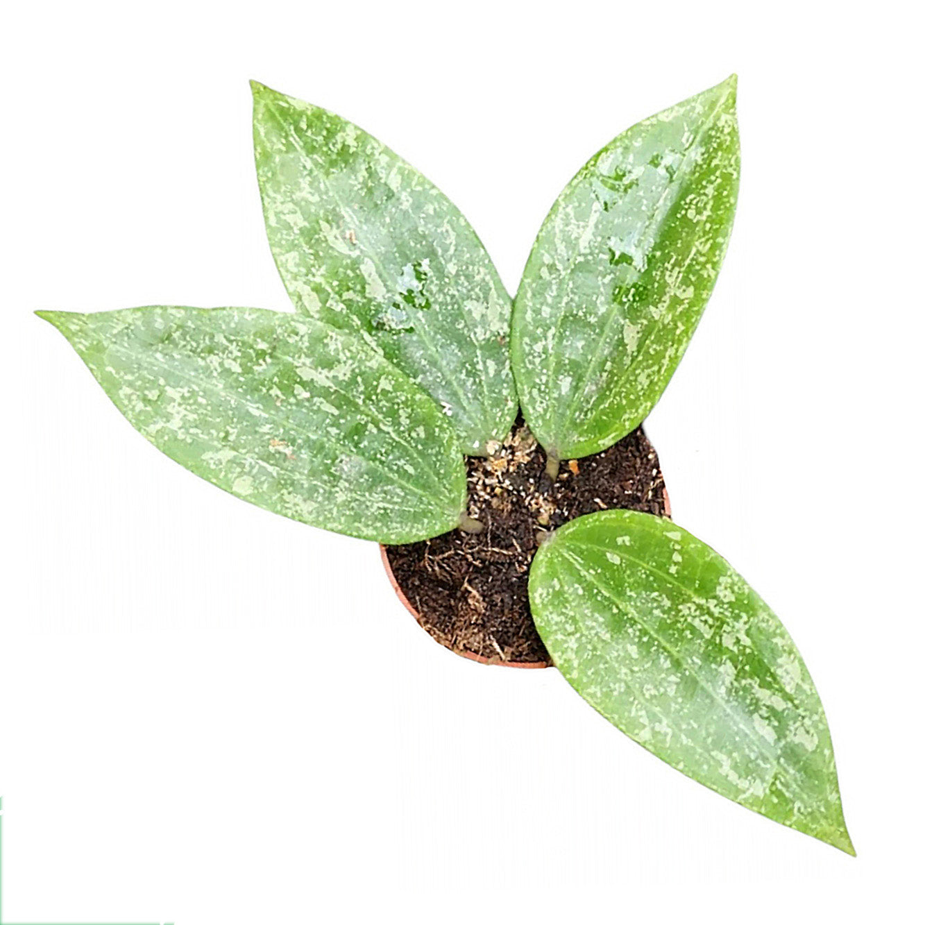 Hoya Rangsan