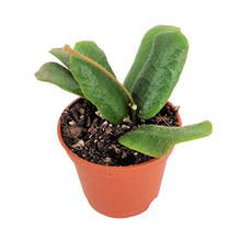 Hoya Rotundiflora