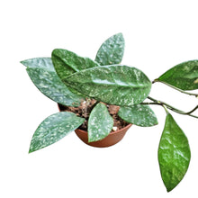 Hoya Rundumensis Splash