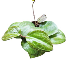 Hoya Sarawak Cream