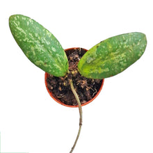 Hoya Sigillatis AH001 (round leaf)