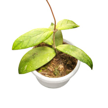 Hoya sp. Gayo