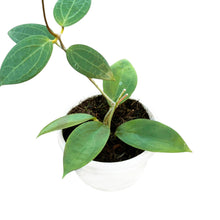 Hoya sp. Timor