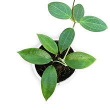 Hoya sp. Timor
