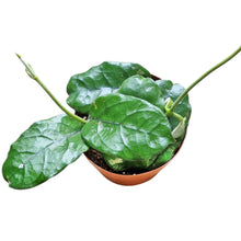 Hoya Villosa