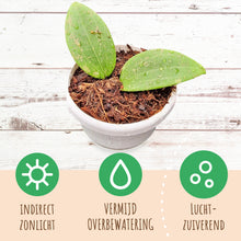 Hoya Wibergiae