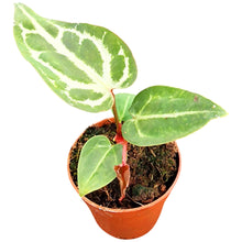 Anthurium Snow Queen