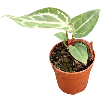 Anthurium Snow Queen