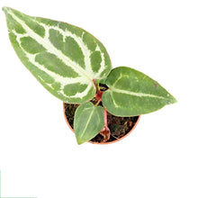 Anthurium Snow Queen