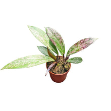 Hoya Pubicalyx Splash