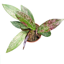 Hoya Pubicalyx Splash