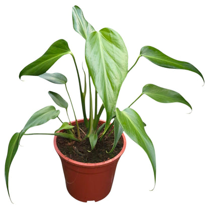 Monstera Burle Marx Flame