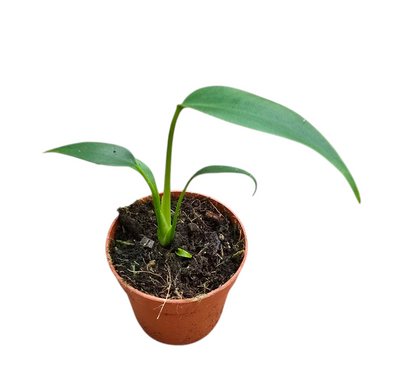 Monstera Burle Marx Flame