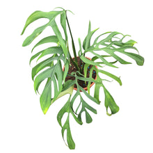 Monstera Croatii
