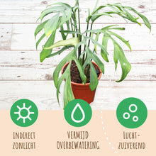 Monstera Croatii